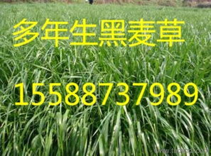 雙鴨山紫花苜蓿 品種、產(chǎn)量、價格與廠家信息全解析