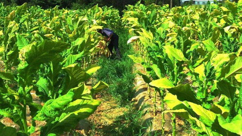 南雄人家的孩子，要活成一棵黃煙