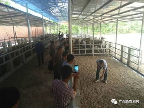 生態(tài)養(yǎng)牛技術(shù) 廣西助農(nóng)公司專業(yè)服務(wù)，助您科學(xué)養(yǎng)殖成功