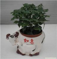 上海幸福樹(shù)植物租賃服務(wù) 價(jià)格、圖片與詳情一覽